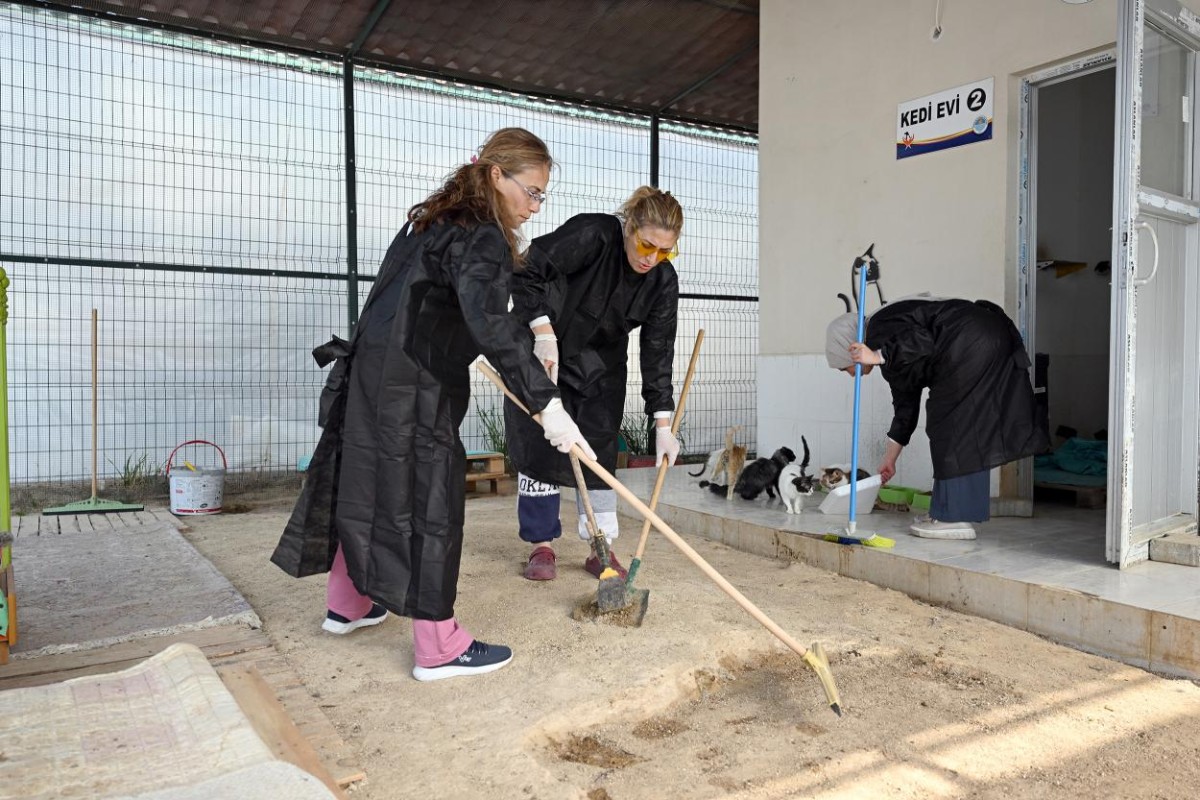 Büyükşehir ve Gönüllülerden Patili Dostlar İçin Dayanışma