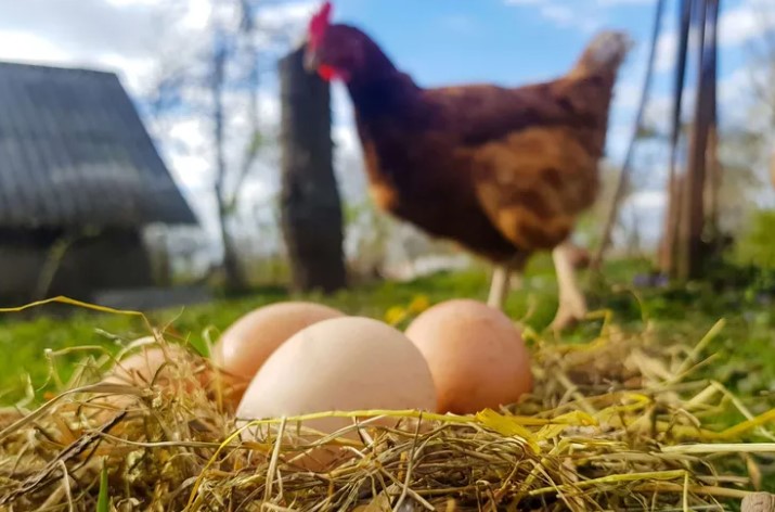 Yumurta üretimi azaldı!  Tavuk eti üretimi arttı!