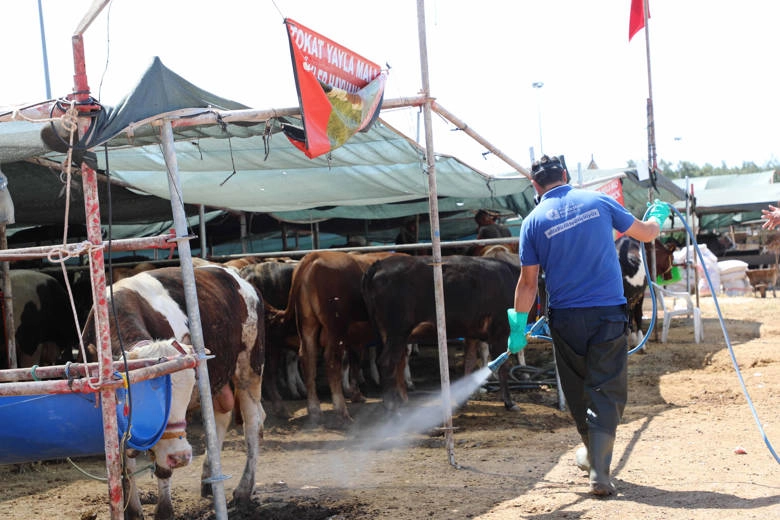 Antalya'da Kurbanlık Alanları İlaçlanıyor
