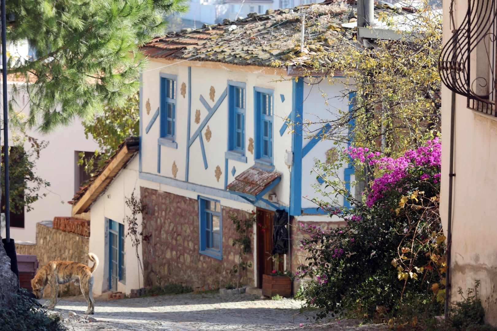 Tirilye'de Zeytin Çiçeği Festivali Başlıyor
