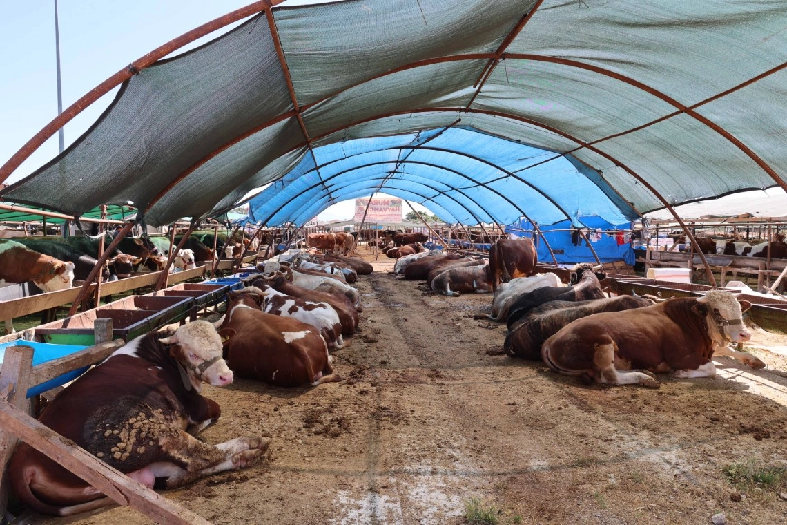 Antalya'da Kurbanlık Alanları İlaçlanıyor
