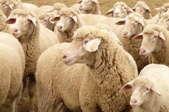 Keşan’da Küçükbaş Yetiştiricilerine Ücretsiz Koyun Kırkımı Eğitimi








