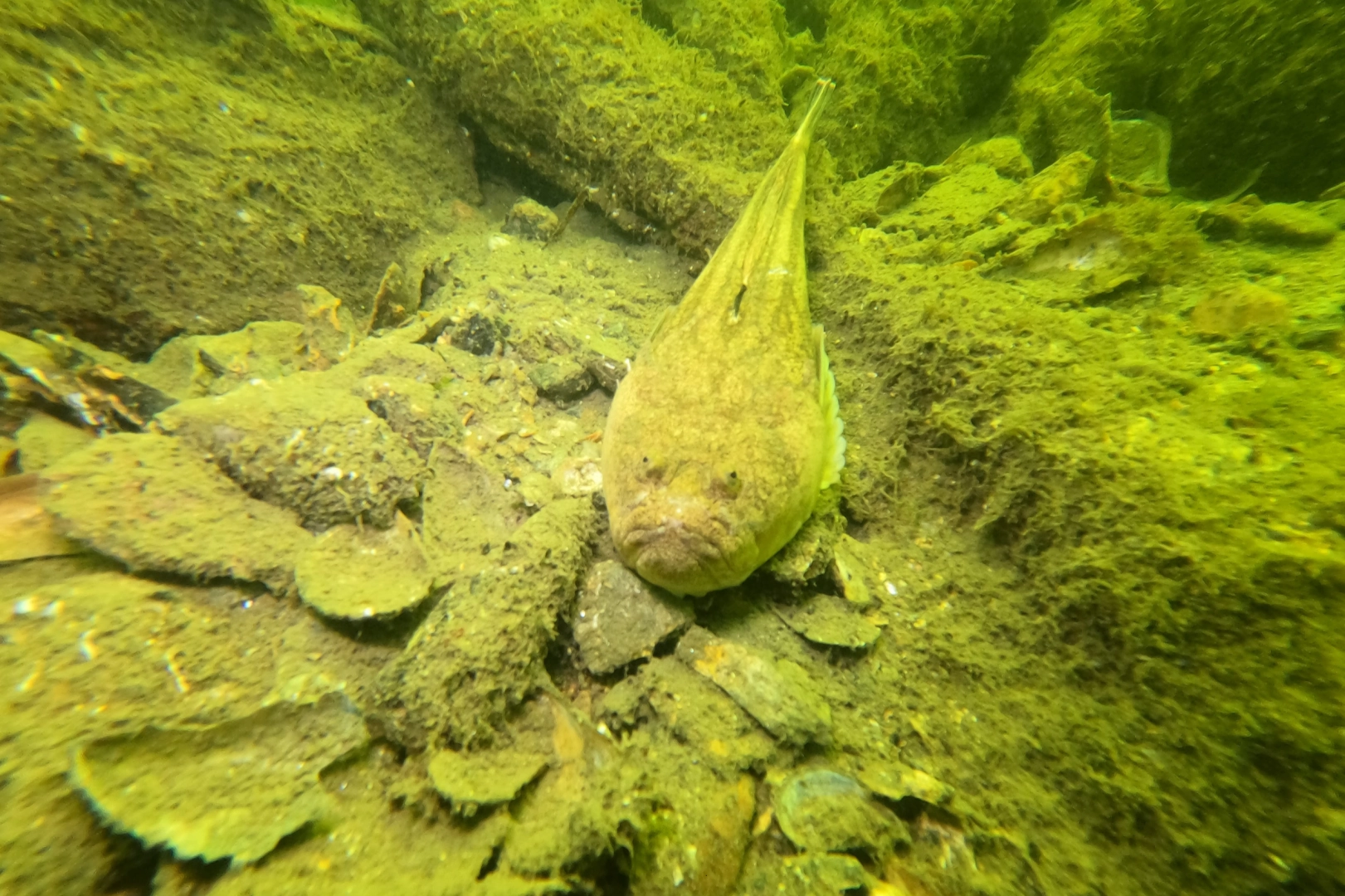 Gemlik Körfezi'nde Deniz Temizliği Operasyonu
