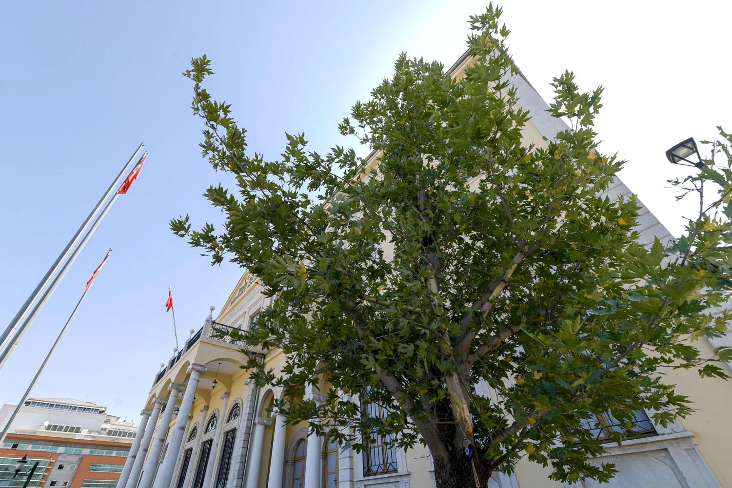 İzmir'e Yeni Sembol: Doğu Çınarı Dikildi
