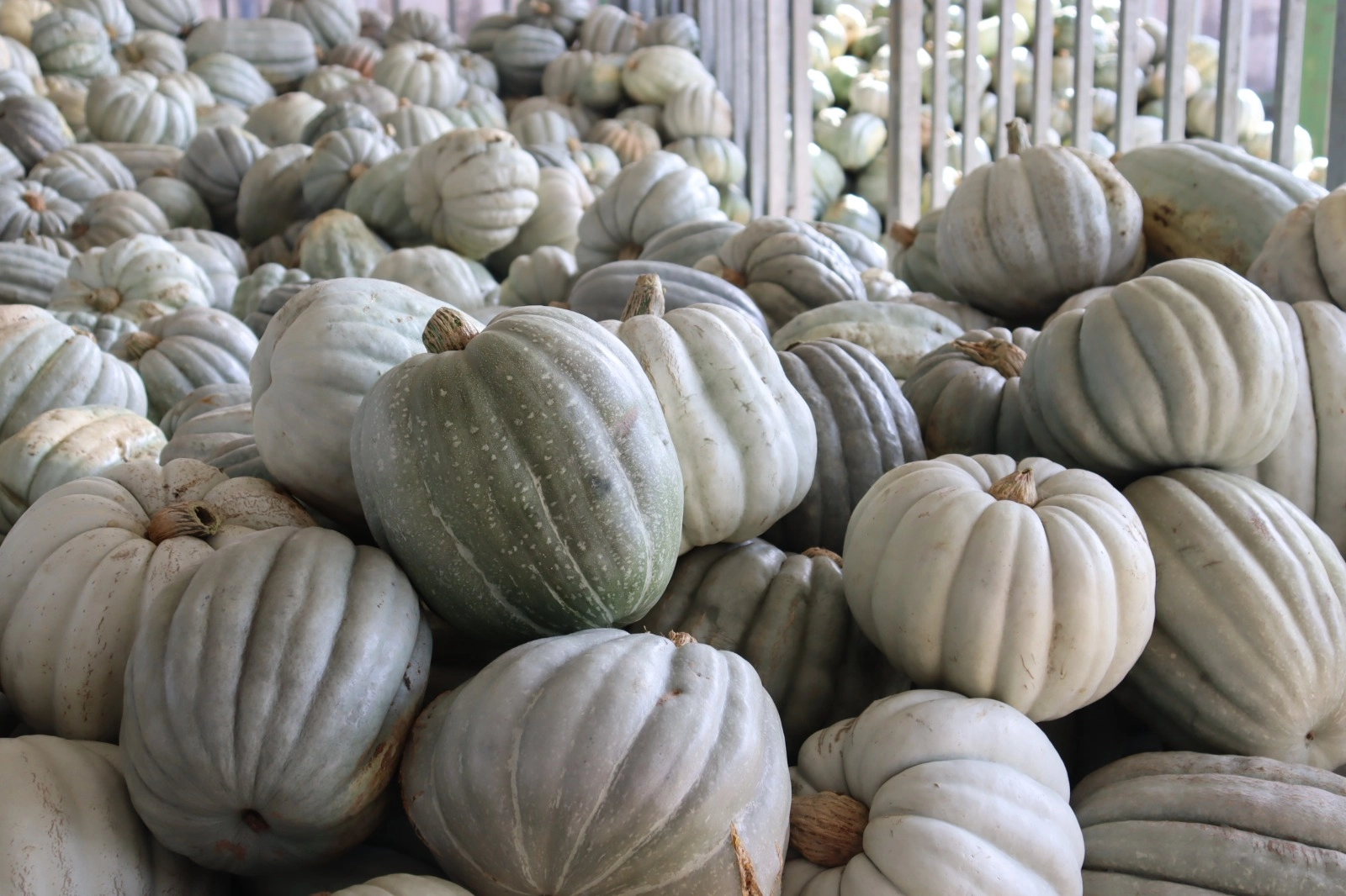 Kocaeli İzmit'te 8 tonluk yerli bal kabağı hasadı