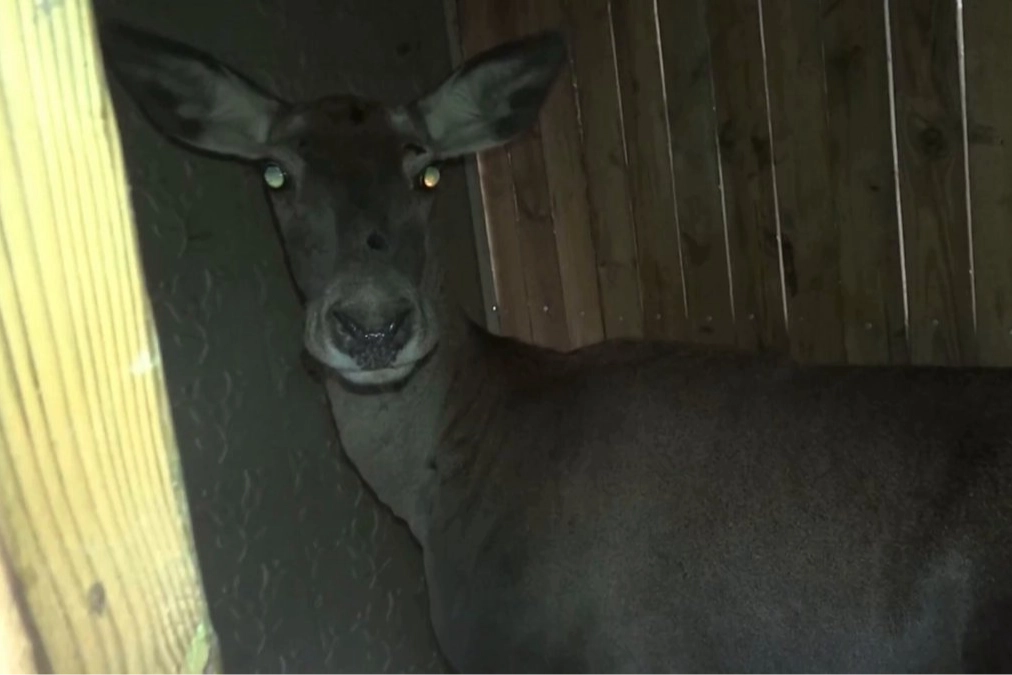 Kızıl geyikler doğaya geri döndü... Bursa’da 3 dişi geyik serbest bırakıldı