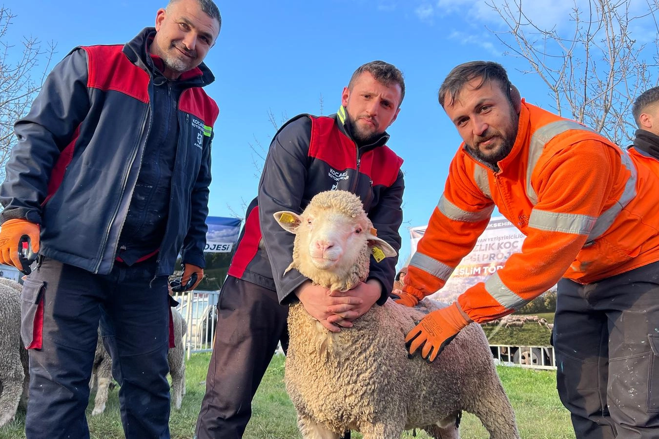 Kocaeli'ye 145 Merinos Koçu Desteği
