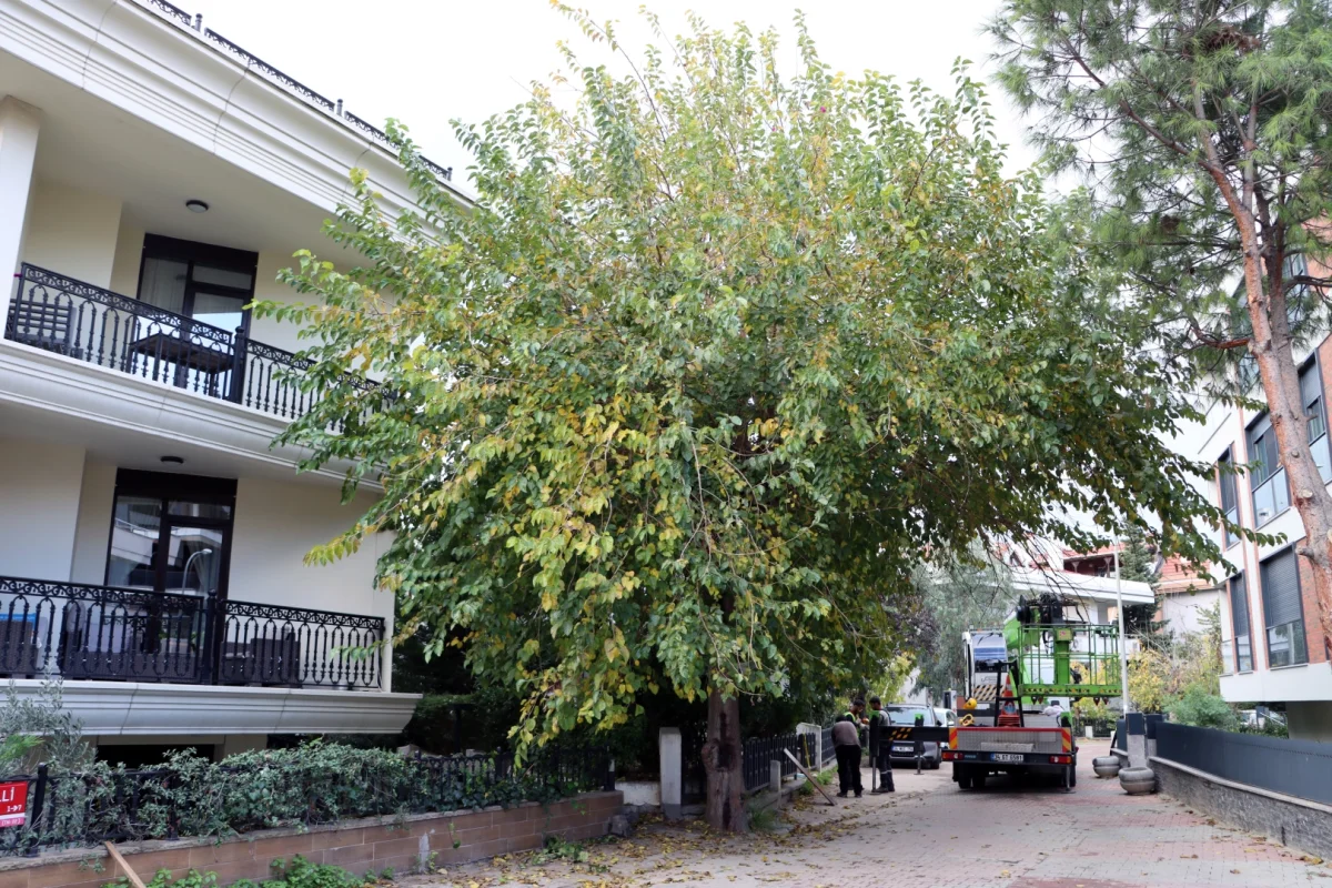 İstanbul Maltepe’de Budama Sezonu Başladı